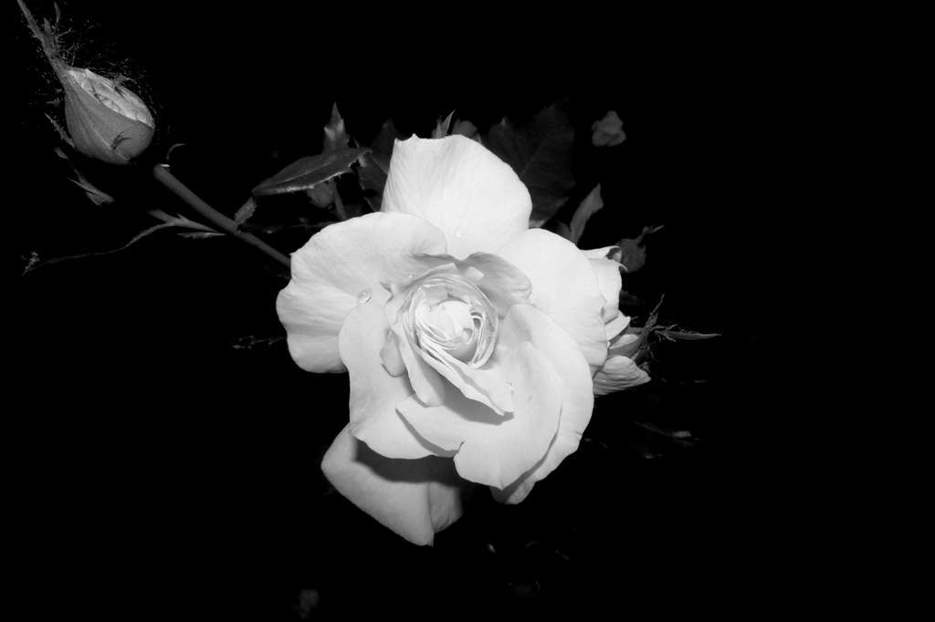 Yellow Rose In Black And White by randy23