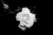 2nd Jun 2014 - Yellow Rose In Black And White