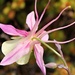 Pink and White Columbine by harbie