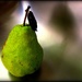 A Pear in the Sink by olivetreeann