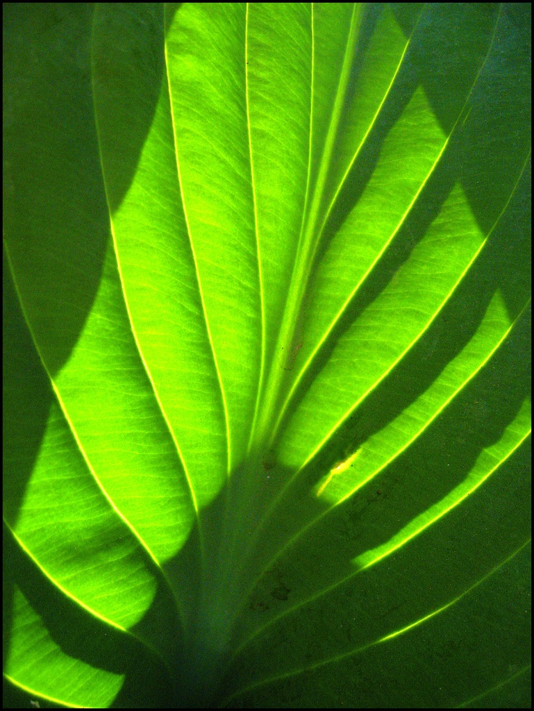Hosta Leaf by olivetreeann