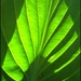 Hosta Leaf by olivetreeann