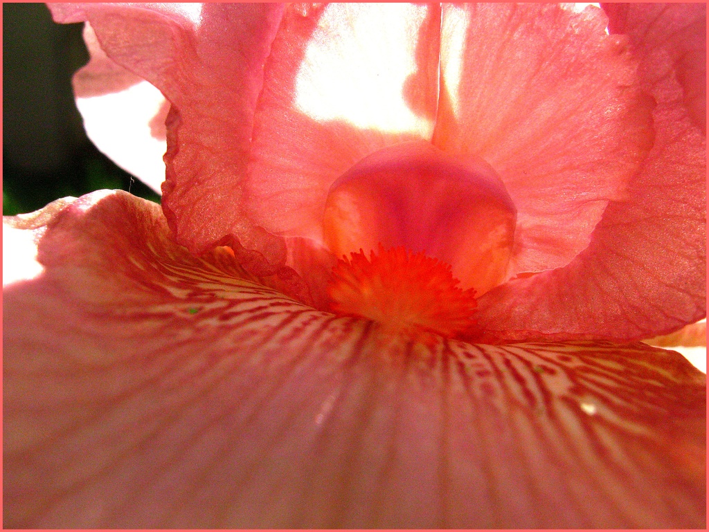 Pink Iris by olivetreeann