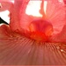 Pink Iris by olivetreeann