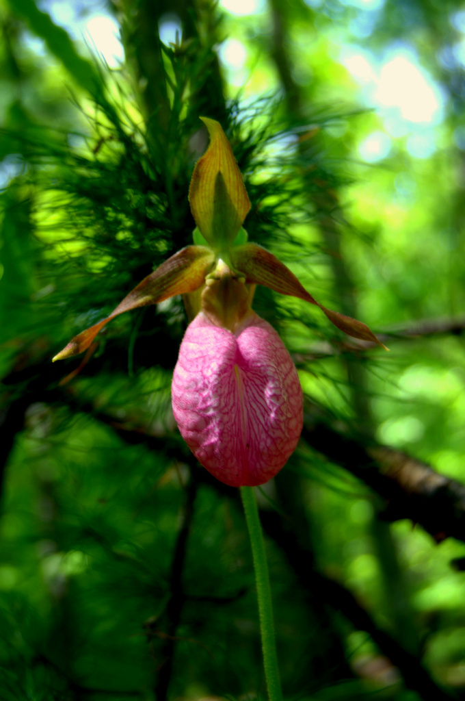 Lady Slipper III by kevin365