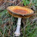 Mushroom Mania - Day 3 by gigiflower