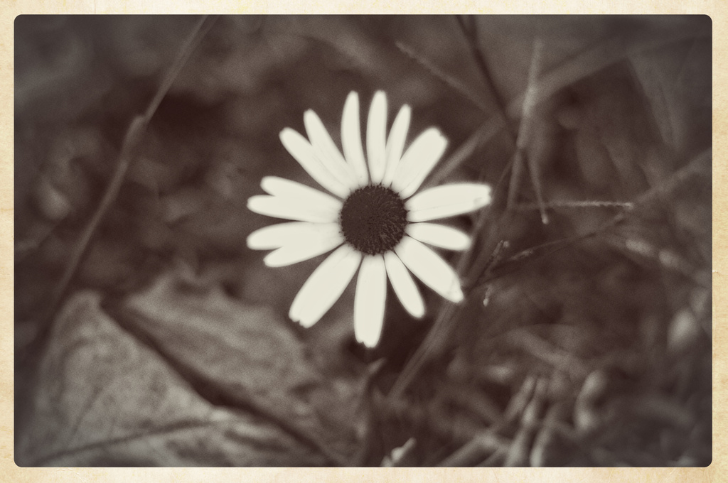 Lone daisy by brigette