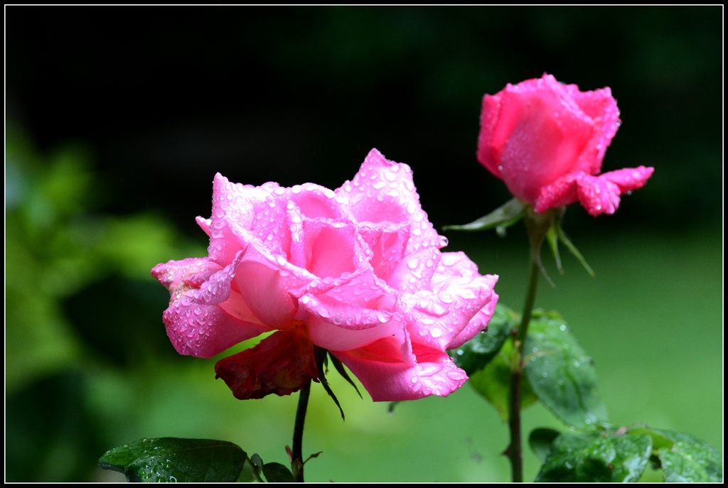 June Roses by rosiekind