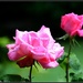 June Roses by rosiekind