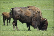 30th May 2014 - American Bison