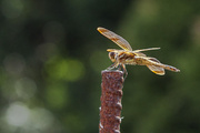 3rd Jun 2014 - Dragonfly Perching