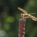 Dragonfly Perching by gardencat