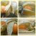 Physalis Collage. by darrenboyj