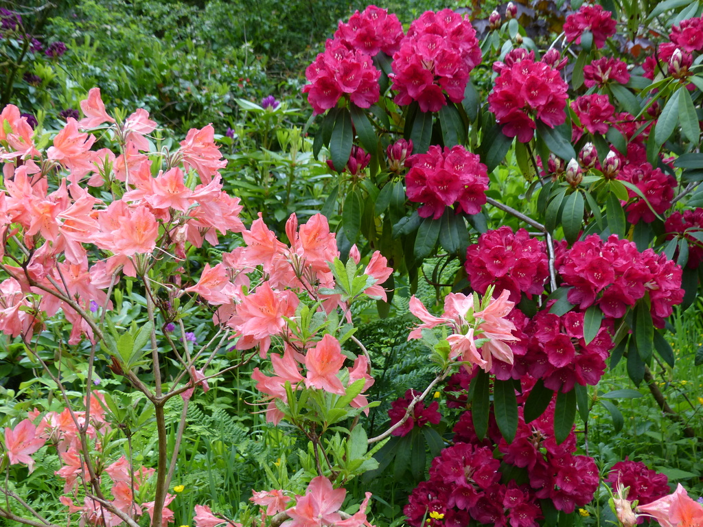  Azalea and Rhododendron by susiemc