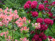 29th May 2014 -  Azalea and Rhododendron