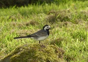 31st May 2014 -  Pied Wagtail