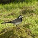  Pied Wagtail by susiemc