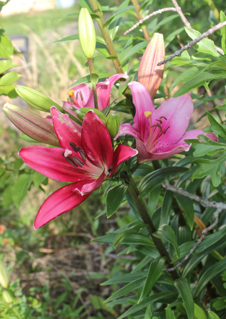 Pink lilies by randystreat