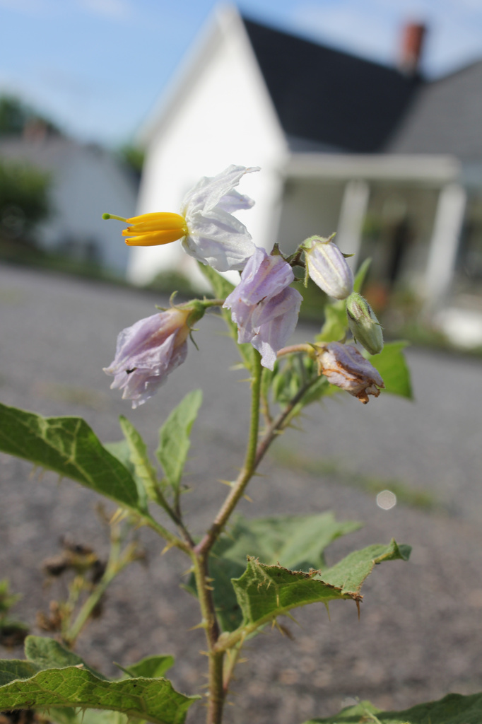 Sidewalk flower by randystreat