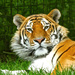 Amur Tiger by padlock