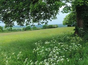 3rd Jun 2014 - A field in late spring