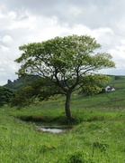 2nd Jun 2014 - Ramshaw Tree in June
