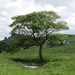 Ramshaw Tree in June by roachling