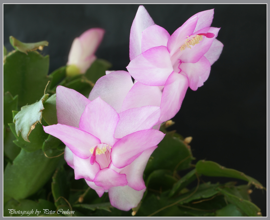 Christmas Cactus 2 by pcoulson