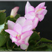 Christmas Cactus 2 by pcoulson