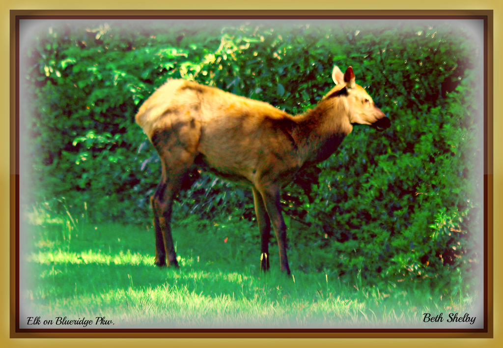 Elk on Blueridge Parkway by vernabeth