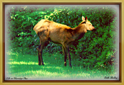 3rd Jun 2014 - Elk on Blueridge Parkway