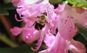 3rd Jun 2014 - Busy Bee