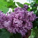 It's lilac time. by bruni