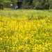 Buttercups and Brollies.... by shepherdmanswife