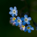 Forget me not by elisasaeter