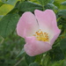 Wild Rose by philhendry