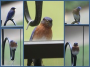 3rd Jun 2014 - Peeping Bluebird