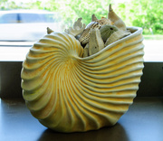 3rd Jun 2014 - She sells seashells by the seashore.......