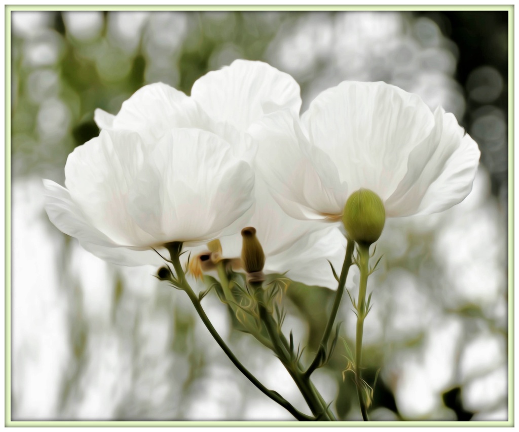 White Flowers  by joysfocus
