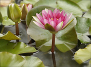 3rd Jun 2014 - Lovely Lotus