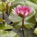 Lovely Lotus by joysfocus