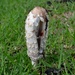 Mushroom Mania - Day 4 (1 of 3) by gigiflower