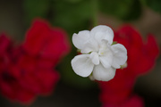 30th May 2014 - Red and White Geraniums