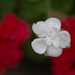 Red and White Geraniums by stray_shooter