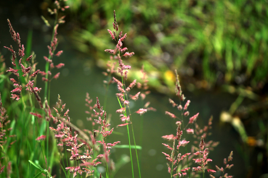 Pink Grasses by nanderson