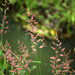 Pink Grasses by nanderson