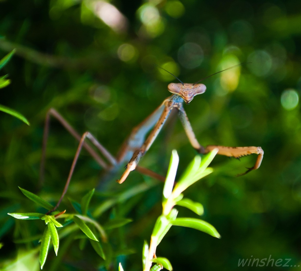 stick insect by winshez