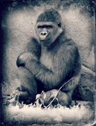 5th Jun 2014 - Grumpy Gorilla
