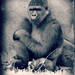 Grumpy Gorilla by alophoto