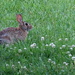 Lucky Rabbit by linnypinny